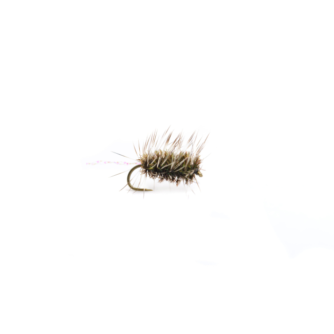 Vindelns Gnat Hullinglös