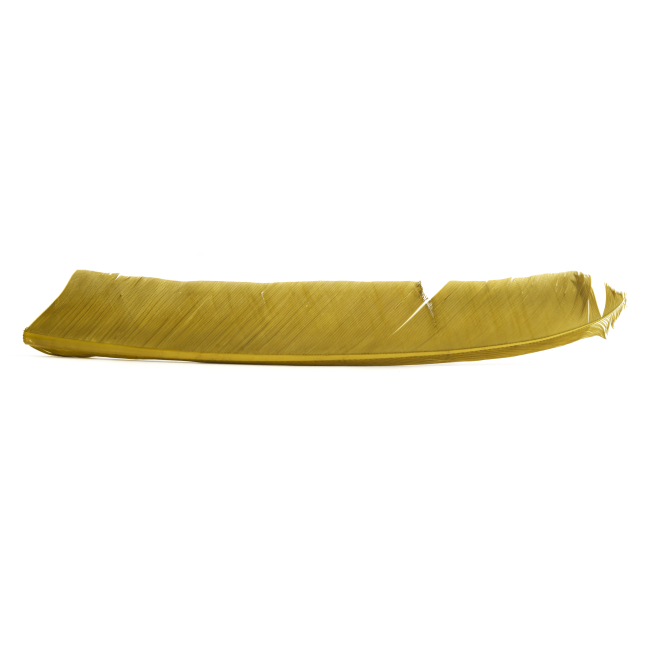 TURKEY BIOT QUILLS BWO #28