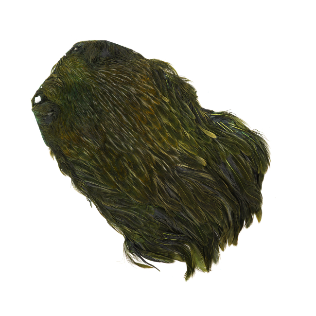 Indian Hen Neck
